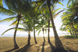 Tropical Morning Poster och Canvastavla