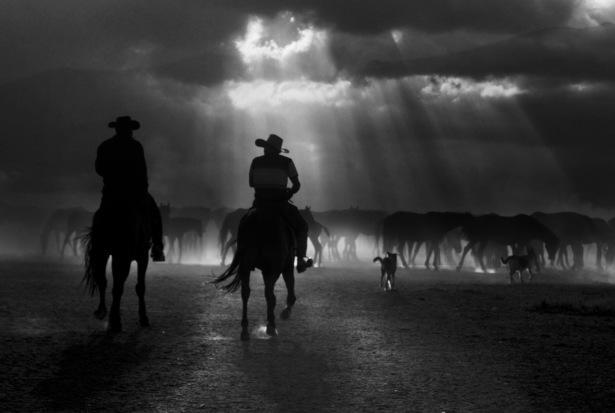 free horses Poster och Canvastavla