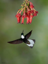 Collared Inca Poster och Canvastavla