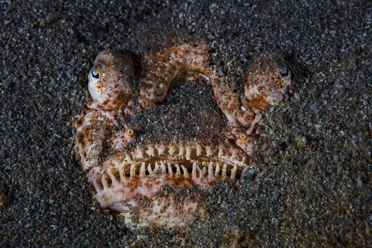 Atlantic stargazer!!! Poster och Canvastavla