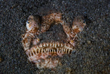 Atlantic stargazer!!! Poster och Canvastavla
