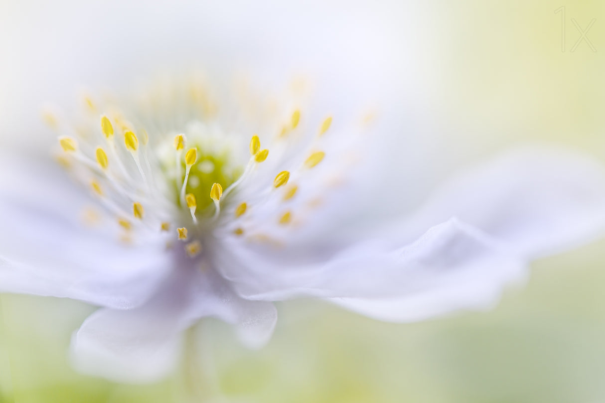 Anemone Beauty Poster och Canvastavla