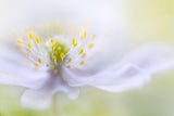 Anemone Beauty Poster och Canvastavla