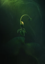 Bean Poster och Canvastavla
