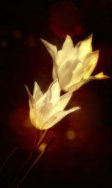 white tulips Poster och Canvastavla