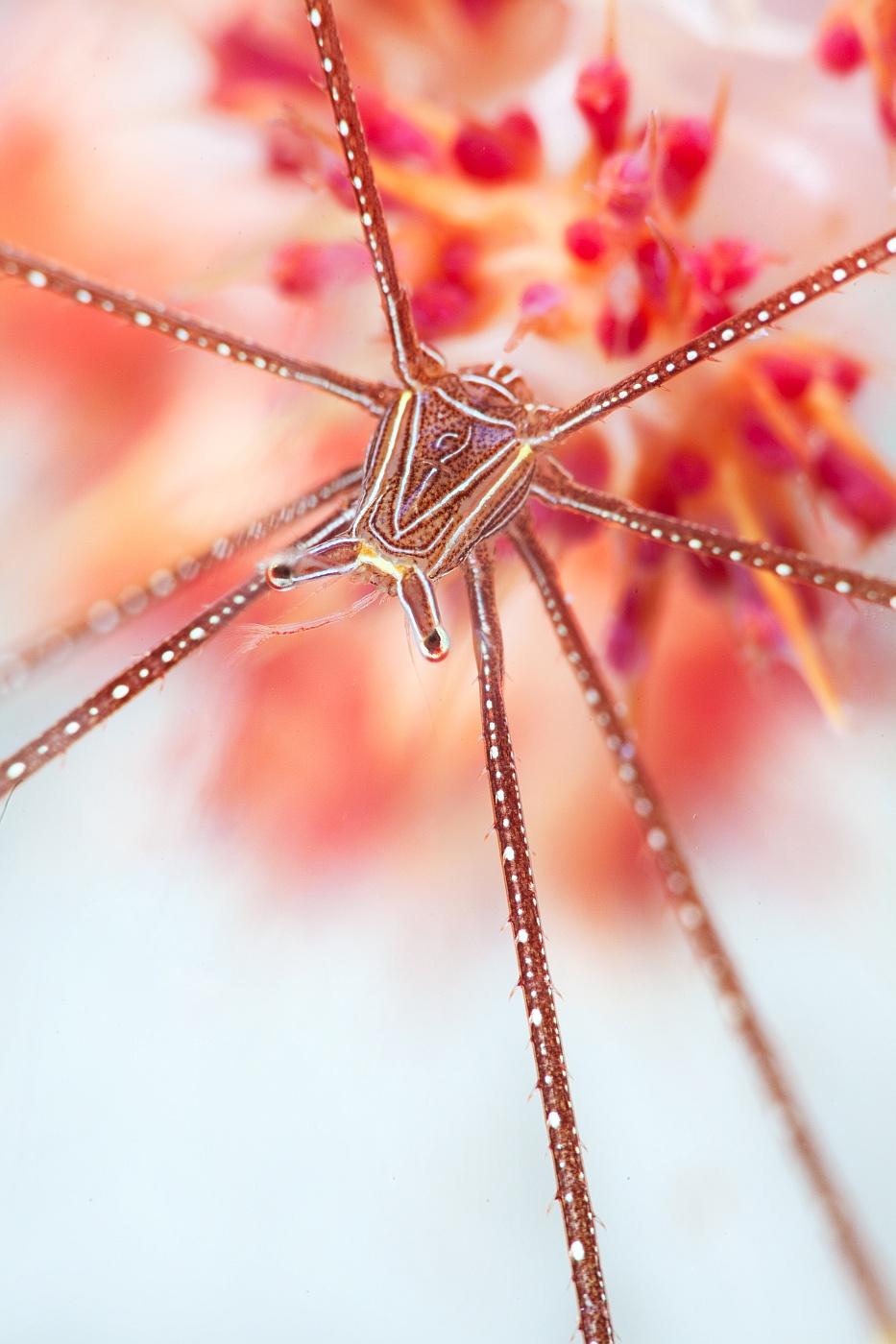 Snow flower Poster och Canvastavla
