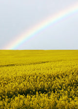 Field Yellow Flowers Rainbow Poster och Canvastavla
