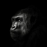 Gorilla Poster och Canvastavla