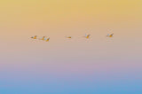 Sunset flying Poster och Canvastavla
