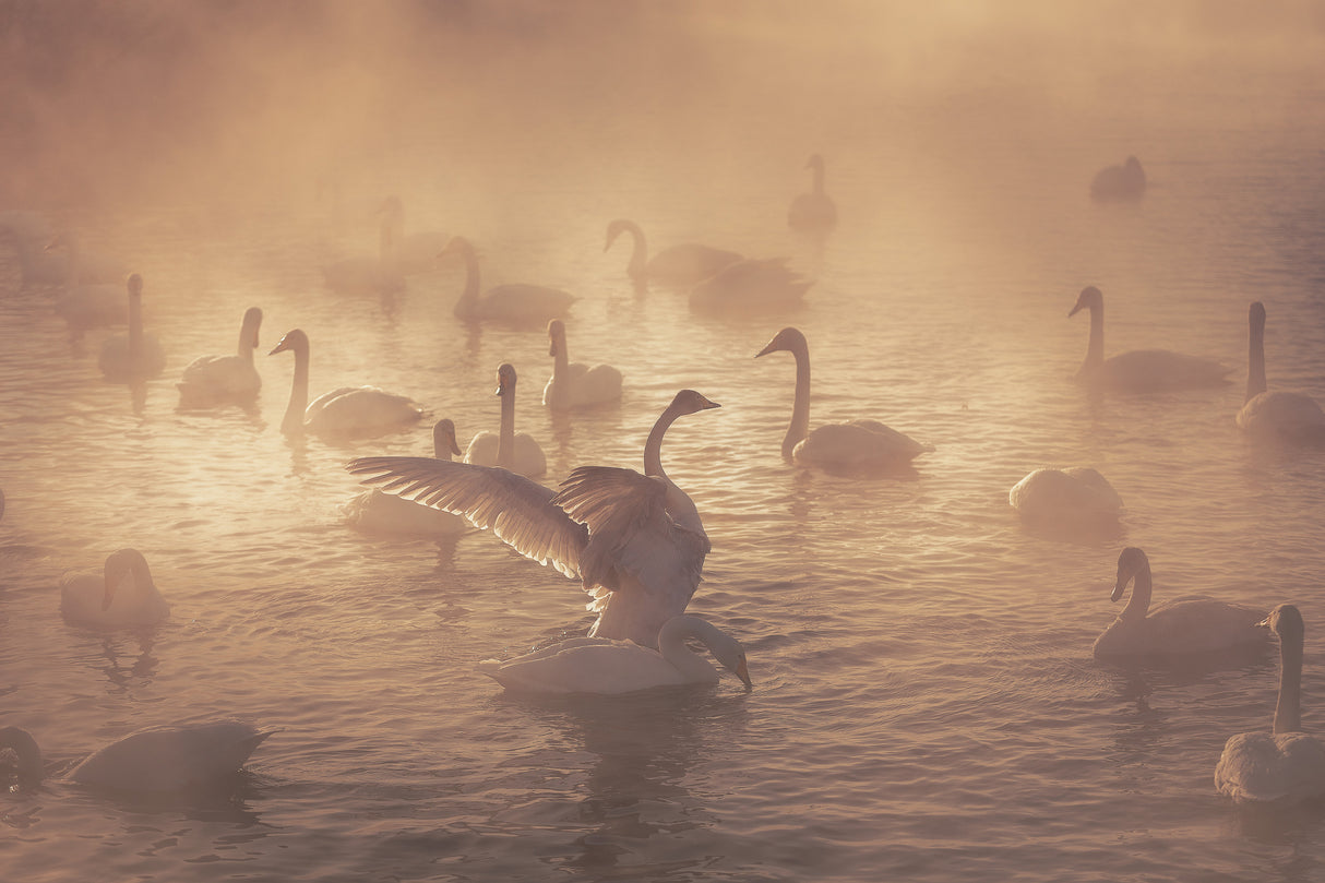 Sunrise swans Poster och Canvastavla