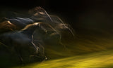 horsepower Poster och Canvastavla