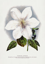 Clematis Flower Lithograph Poster och Canvastavla