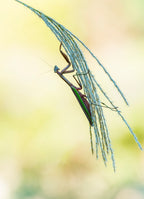 Posing Mantis Poster och Canvastavla