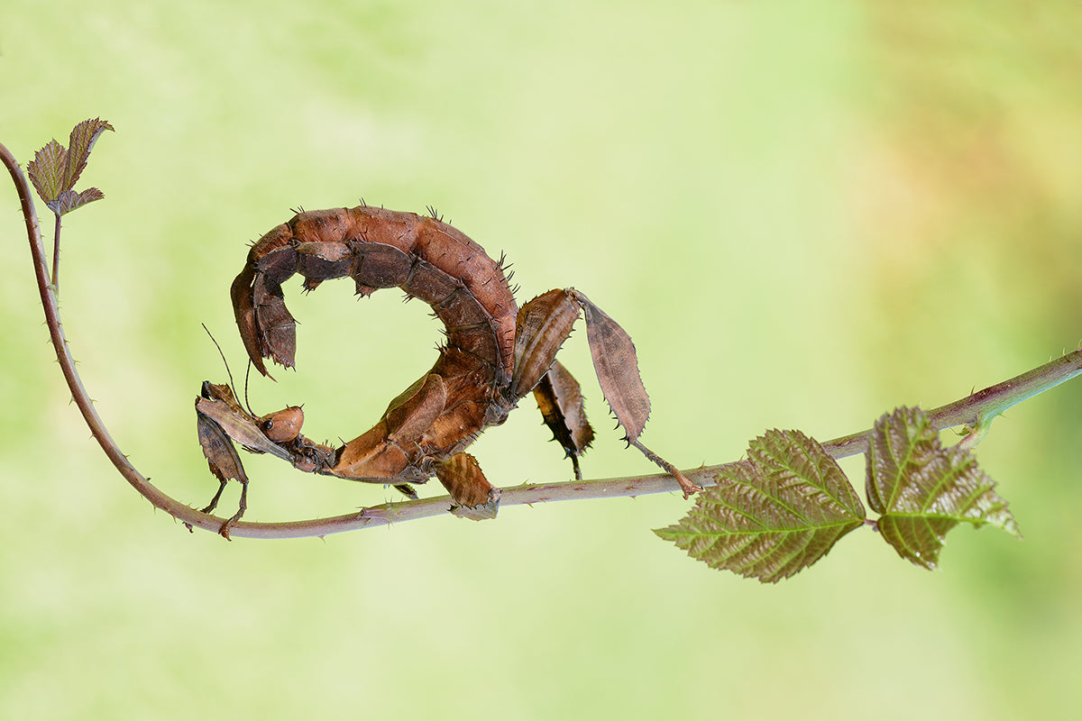 Extatosoma Tiaratum Poster och Canvastavla