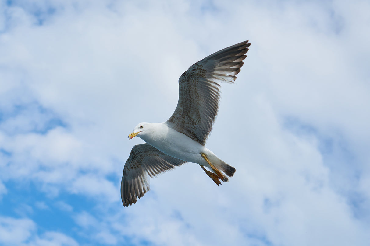 flying seagull Poster och Canvastavla