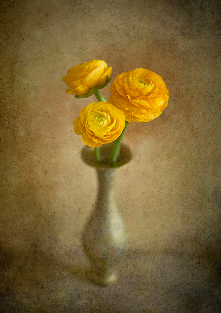 Yellow buttercups Poster och Canvastavla