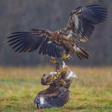Eagle fights Poster och Canvastavla