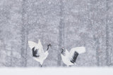 japanese Cranes Poster och Canvastavla