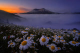 Morning Mist Poster och Canvastavla