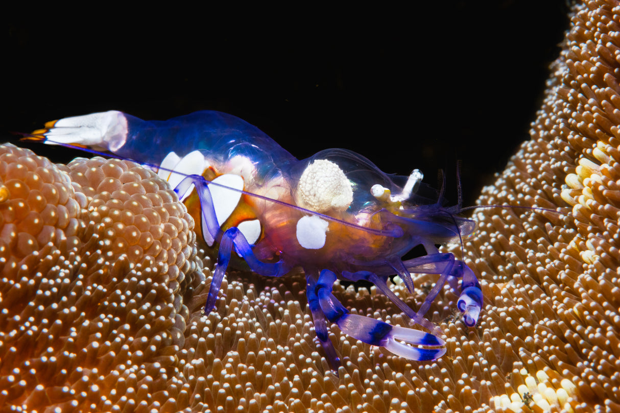 Peacock-tail anemone shrimp Poster och Canvastavla