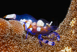 Peacock-tail anemone shrimp Poster och Canvastavla