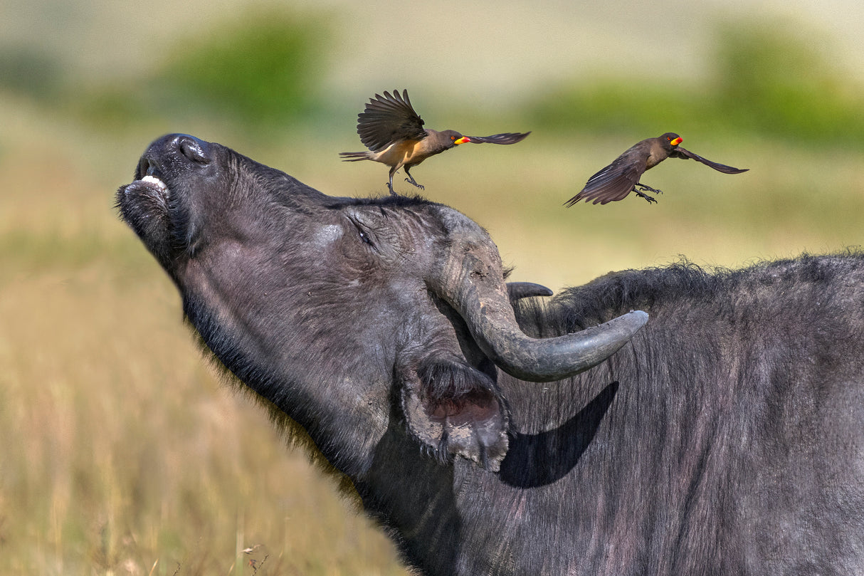 Oxpeckers and  buffalo Poster och Canvastavla