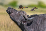 Oxpeckers and  buffalo Poster och Canvastavla