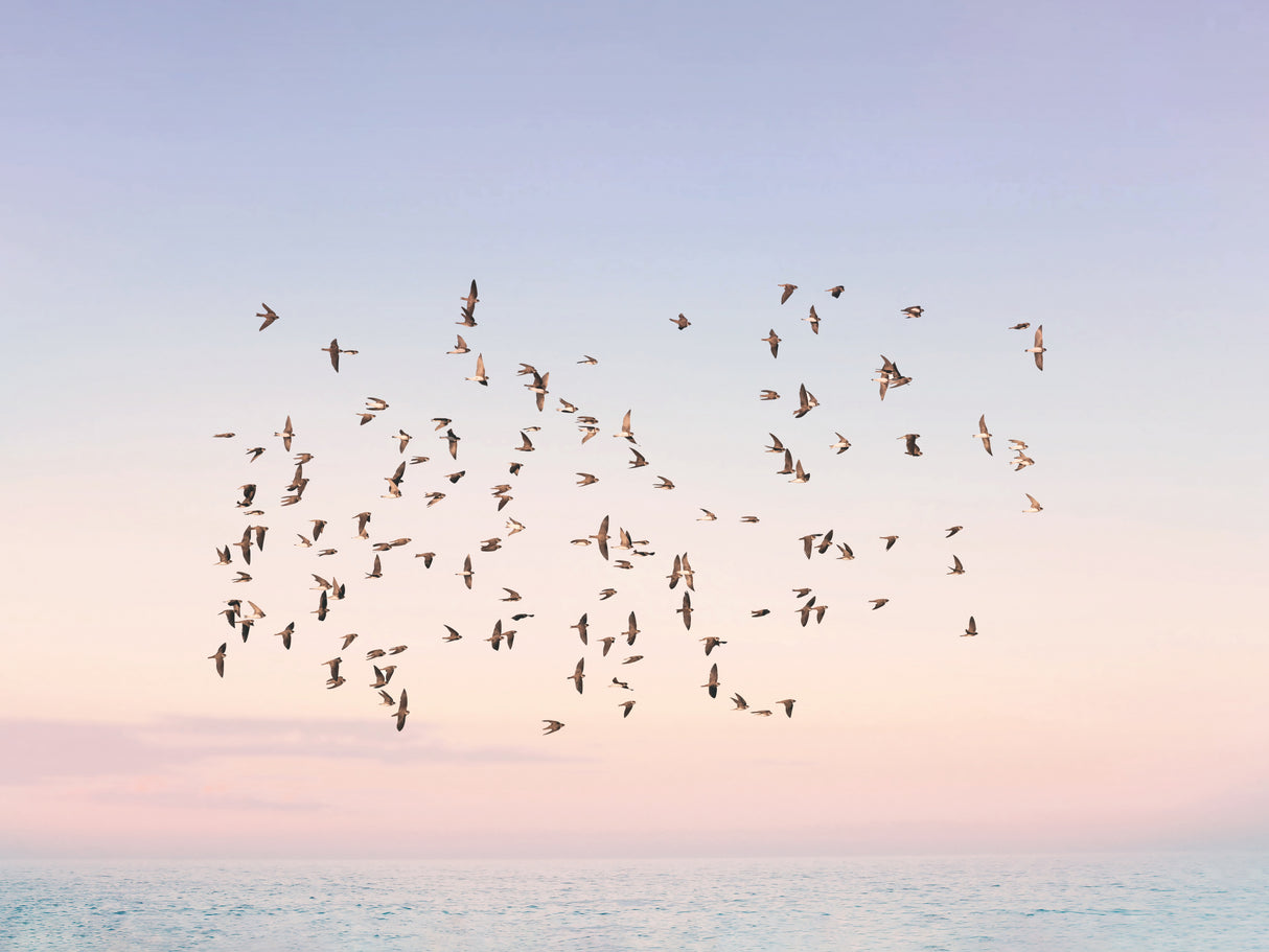Sunset Flight Poster och Canvastavla