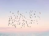 Sunset Flight Poster och Canvastavla