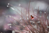 springtime ... Poster och Canvastavla