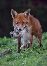 Rabbit for lunch Poster och Canvastavla