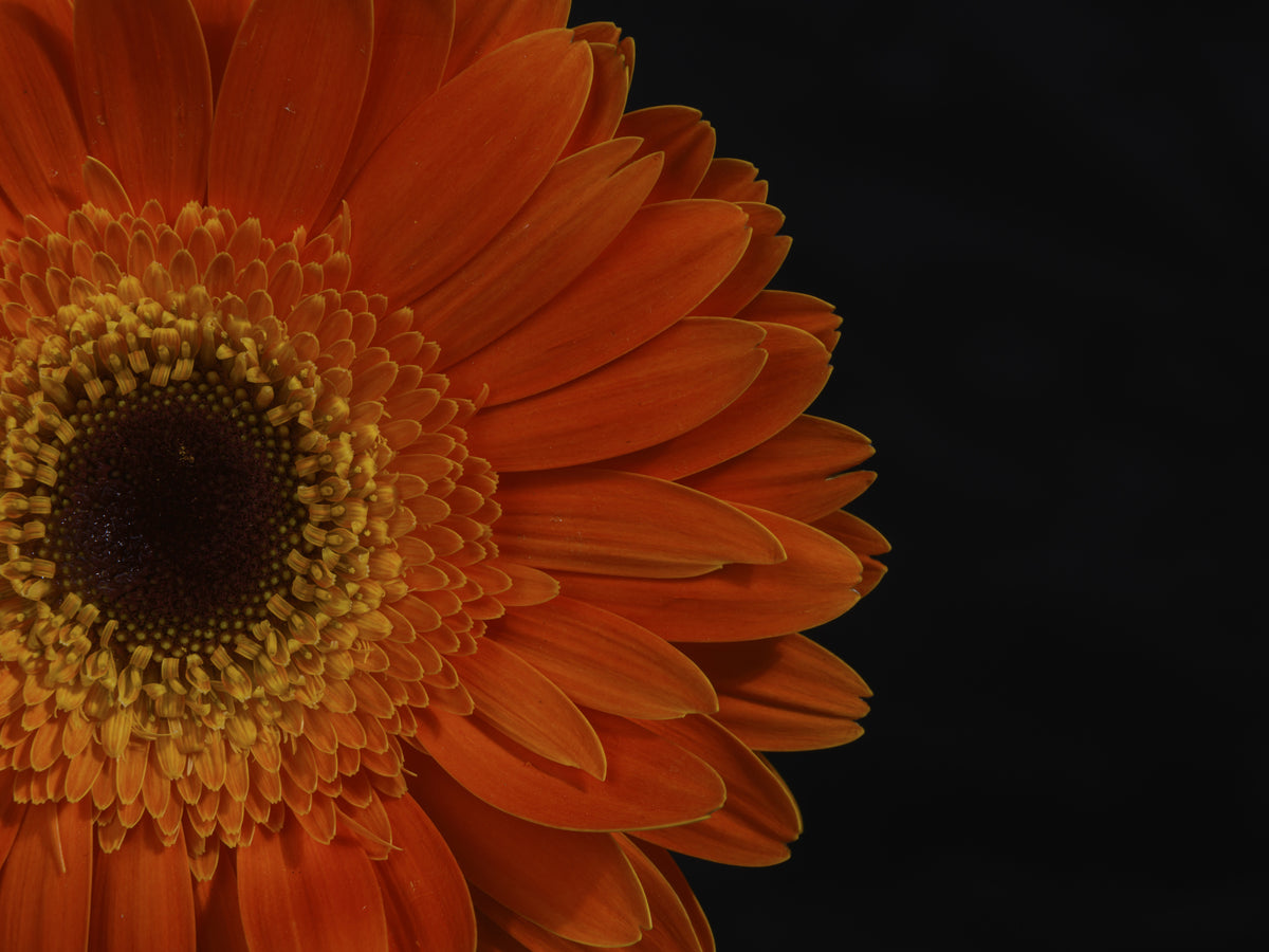 beautiful flower Poster och Canvastavla