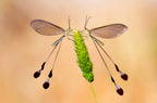 macro Poster och Canvastavla