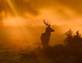 Guard Of Light Poster och Canvastavla