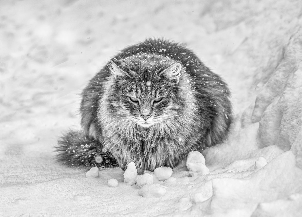 Molly in the snow Poster och Canvastavla