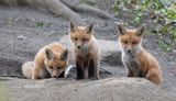 fox Poster och Canvastavla