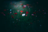 Poppy Poster och Canvastavla