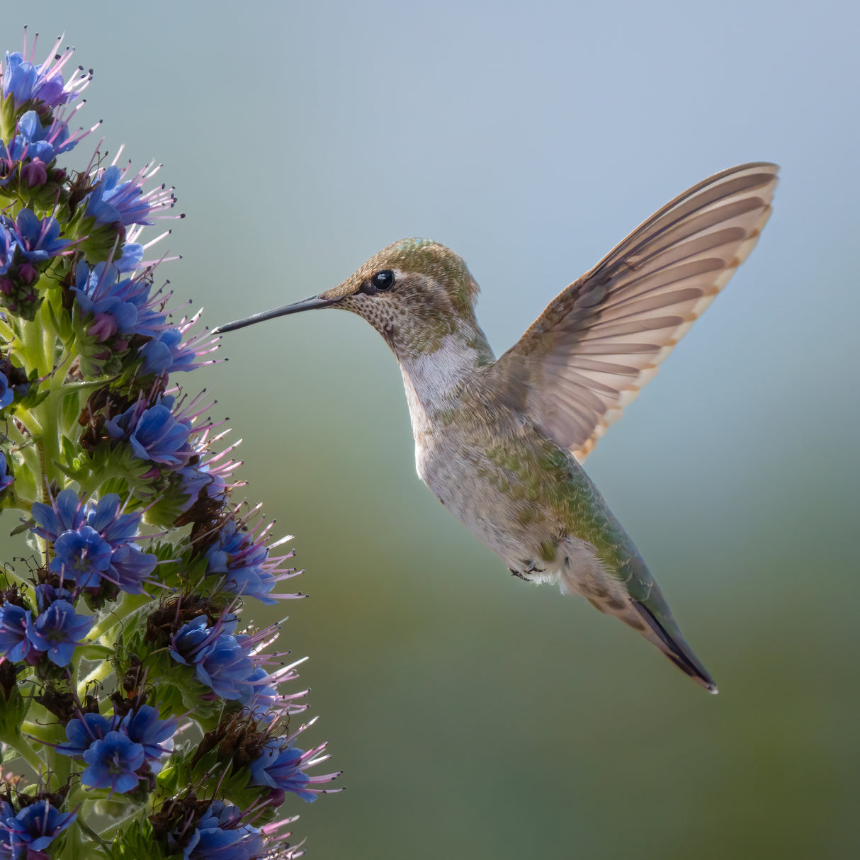 Hummingbird Poster och Canvastavla