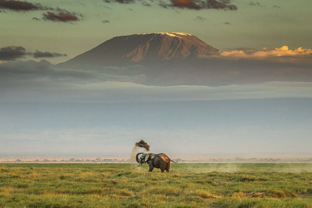 The magic of Amboseli Poster och Canvastavla