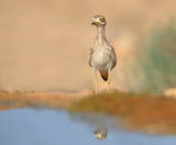 Stone-Curlew Poster och Canvastavla