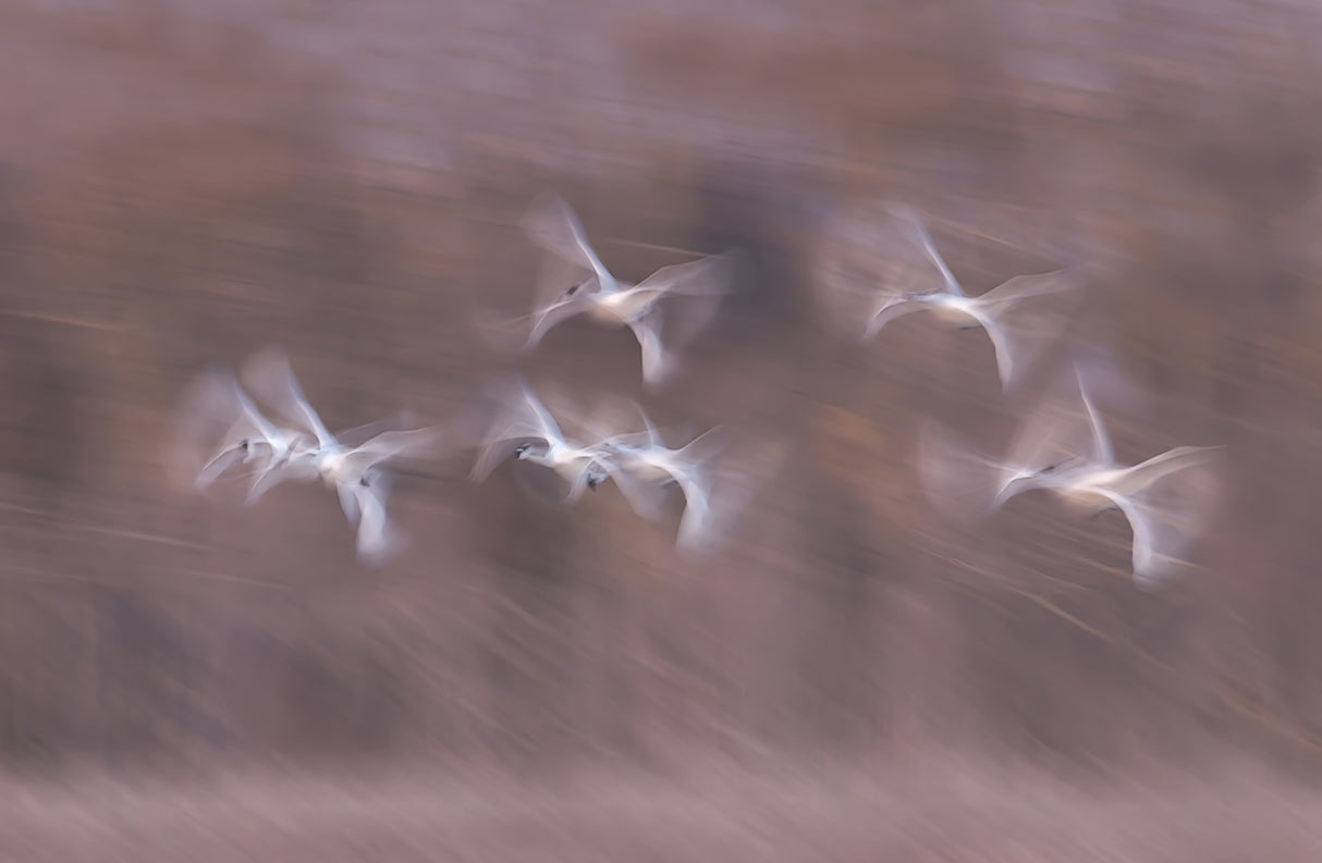 Tundra Swans in action Poster och Canvastavla