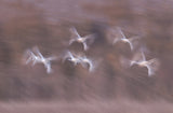 Tundra Swans in action Poster och Canvastavla