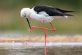 Black winged stilt manicure Poster och Canvastavla