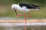 Black winged stilt manicure Poster och Canvastavla