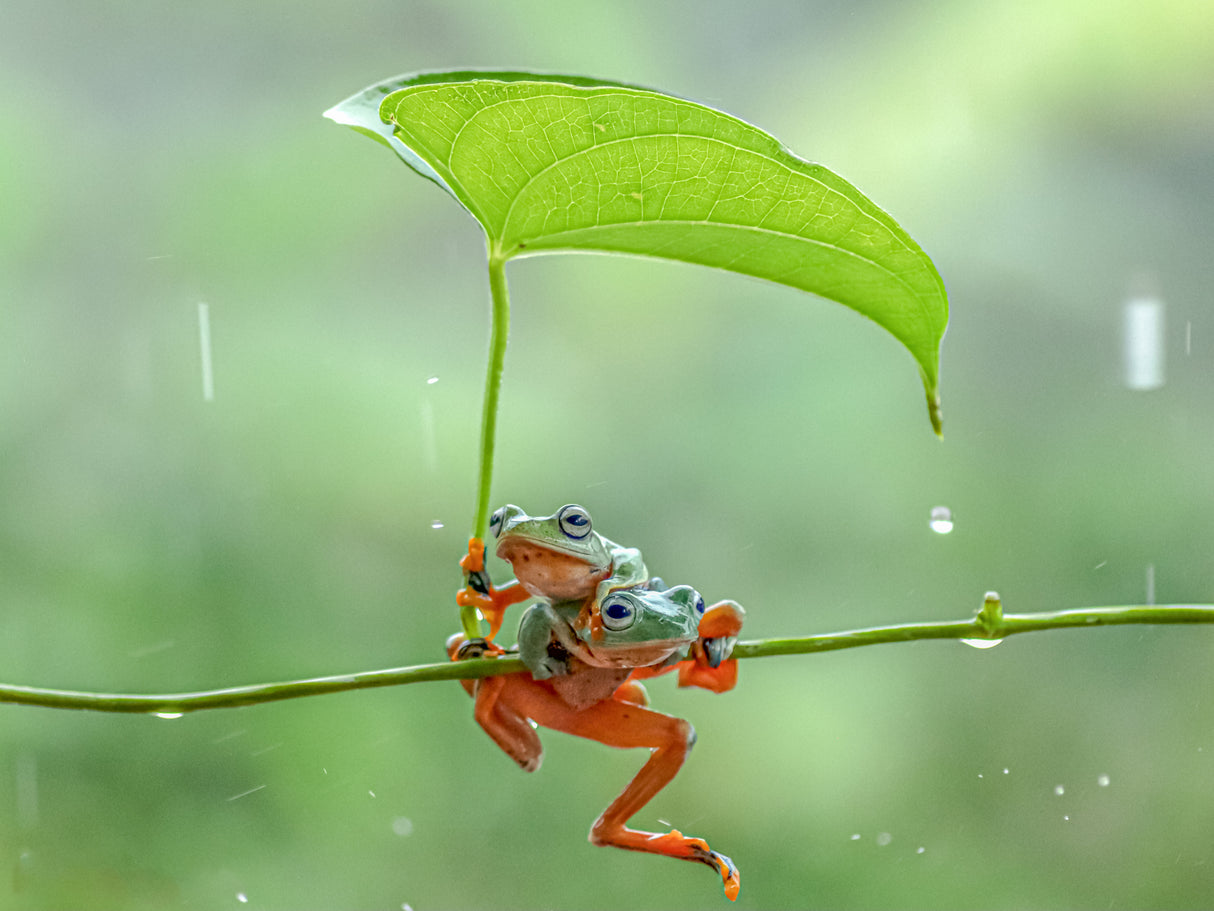 pair of green frogs Poster och Canvastavla