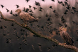 White tailed eagles Poster och Canvastavla