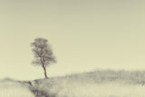 Tree on Top Poster och Canvastavla
