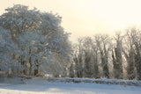 Woods in the snow Poster och Canvastavla