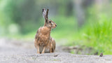 Hare Poster och Canvastavla