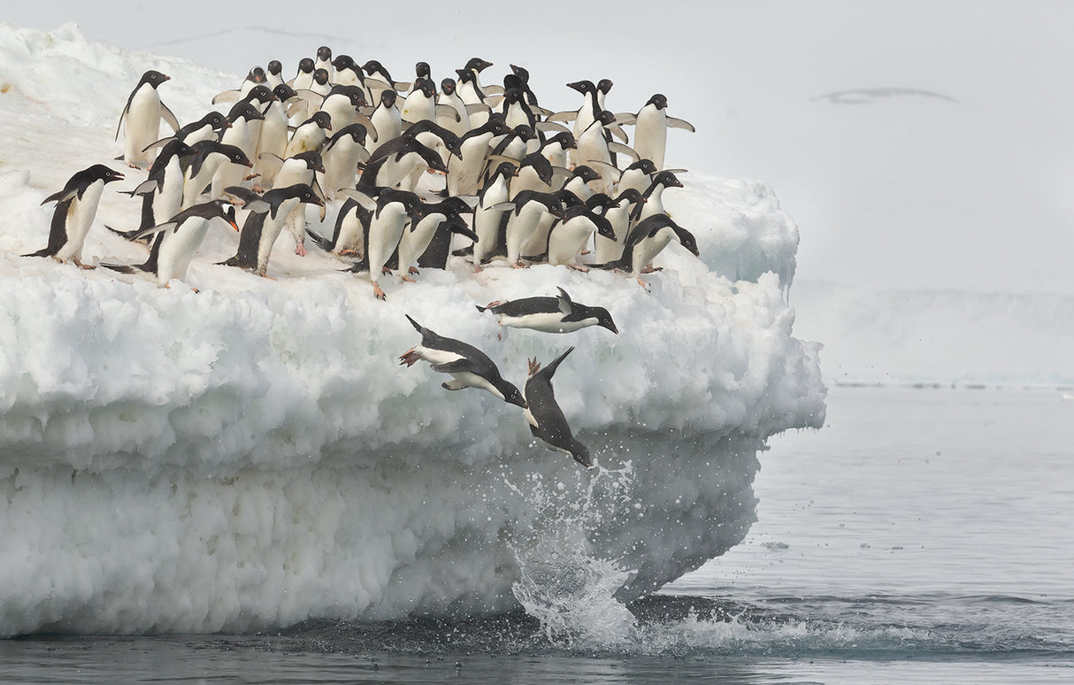 Penguins jumping Poster och Canvastavla